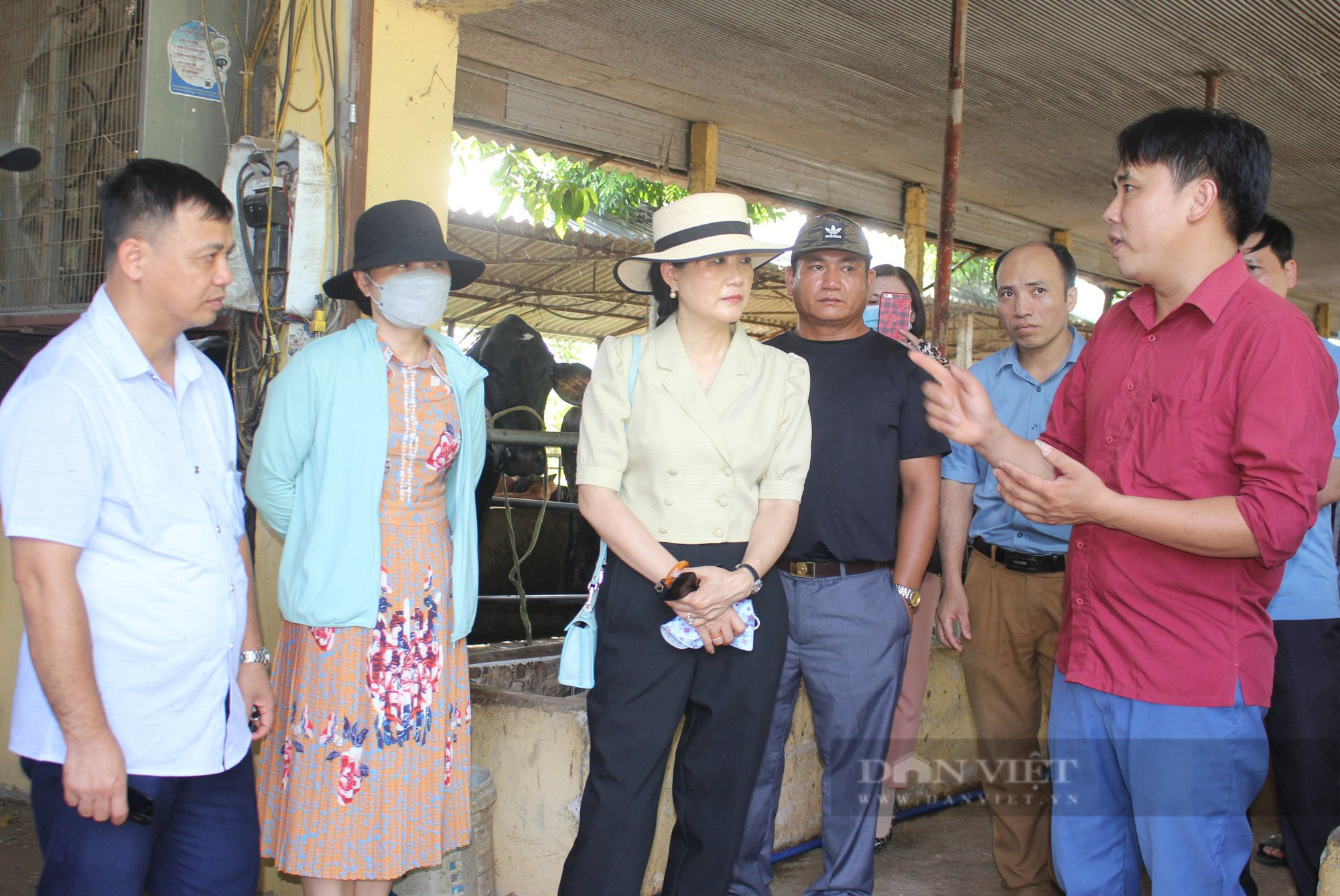 Nhặt rác phụ phẩm nông nghiệp về nuôi bò &quot;siêu to khổng lồ&quot;, lão nông Hà Nội thu trên 1 tỷ đồng/năm - Ảnh 2.