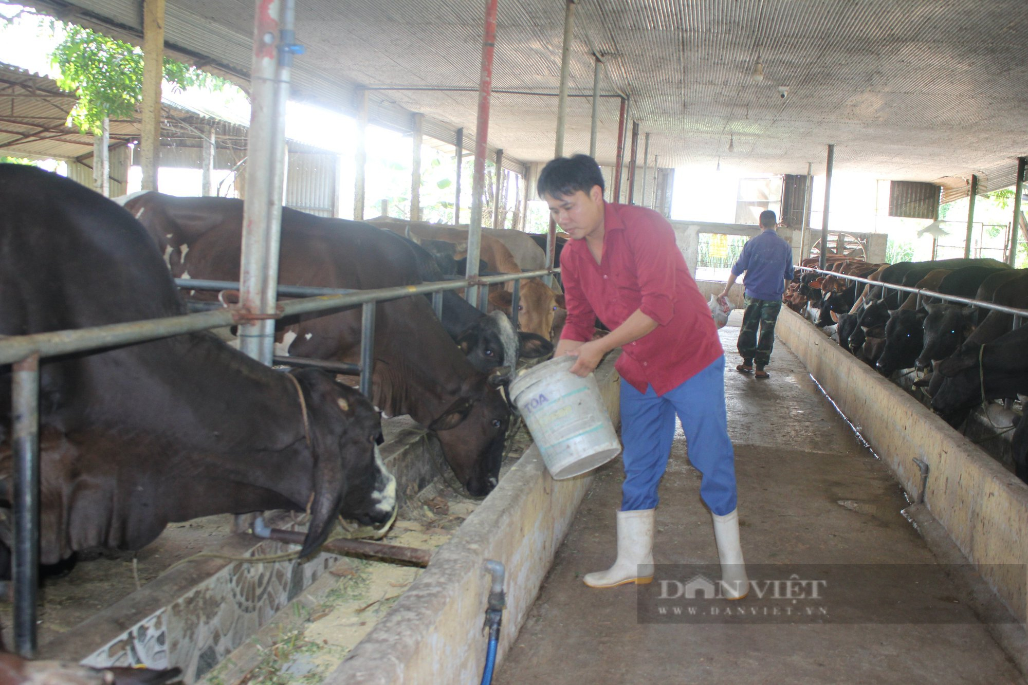 Phú Thọ Hiệu quả mô hình nuôi bò BBB  Báo Pháp luật Việt Nam điện tử