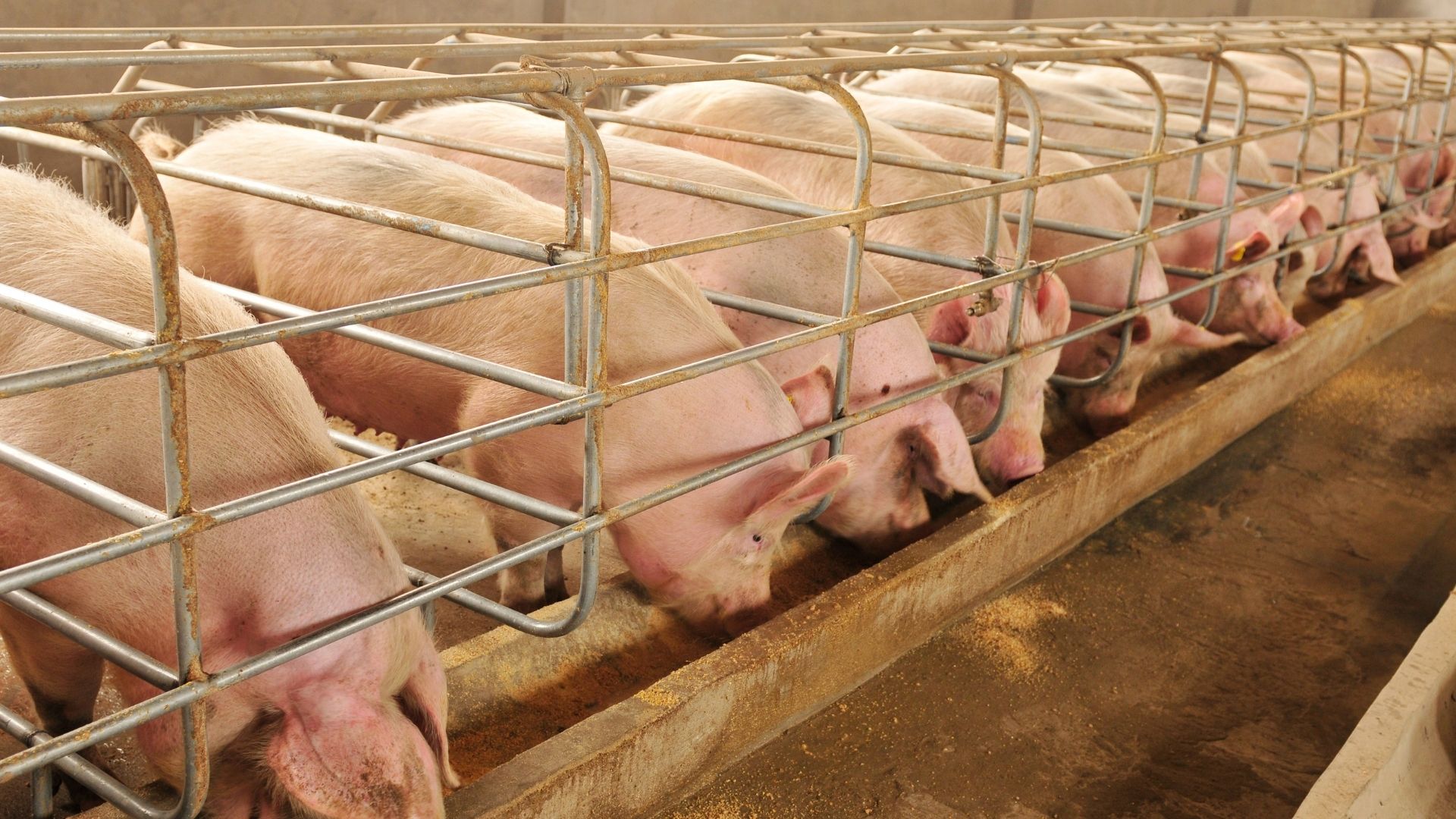 Giá heo hơi vẫn tiếp tục tăng, cao nhất 61.000 đồng/kg, thịt lợn bán lẻ ở chợ thế nào? - Ảnh 1.