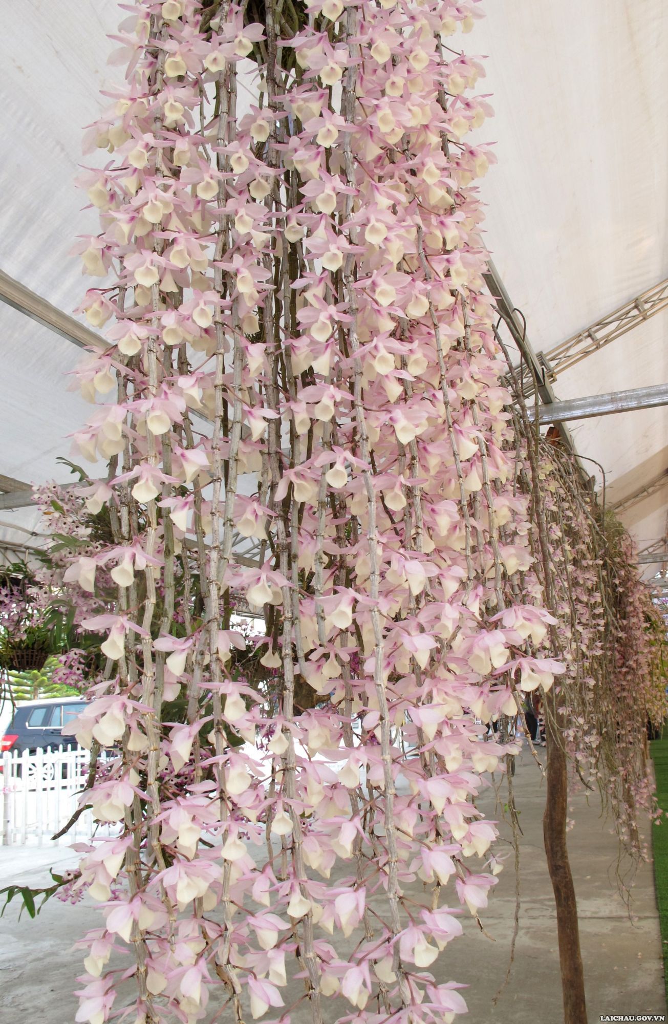 Không phải hoa lan đột biến nhưng ngắm những giò hoa lan rừng khổng lồ này ở Lai Châu, ai cũng thầm ao ước - Ảnh 3.