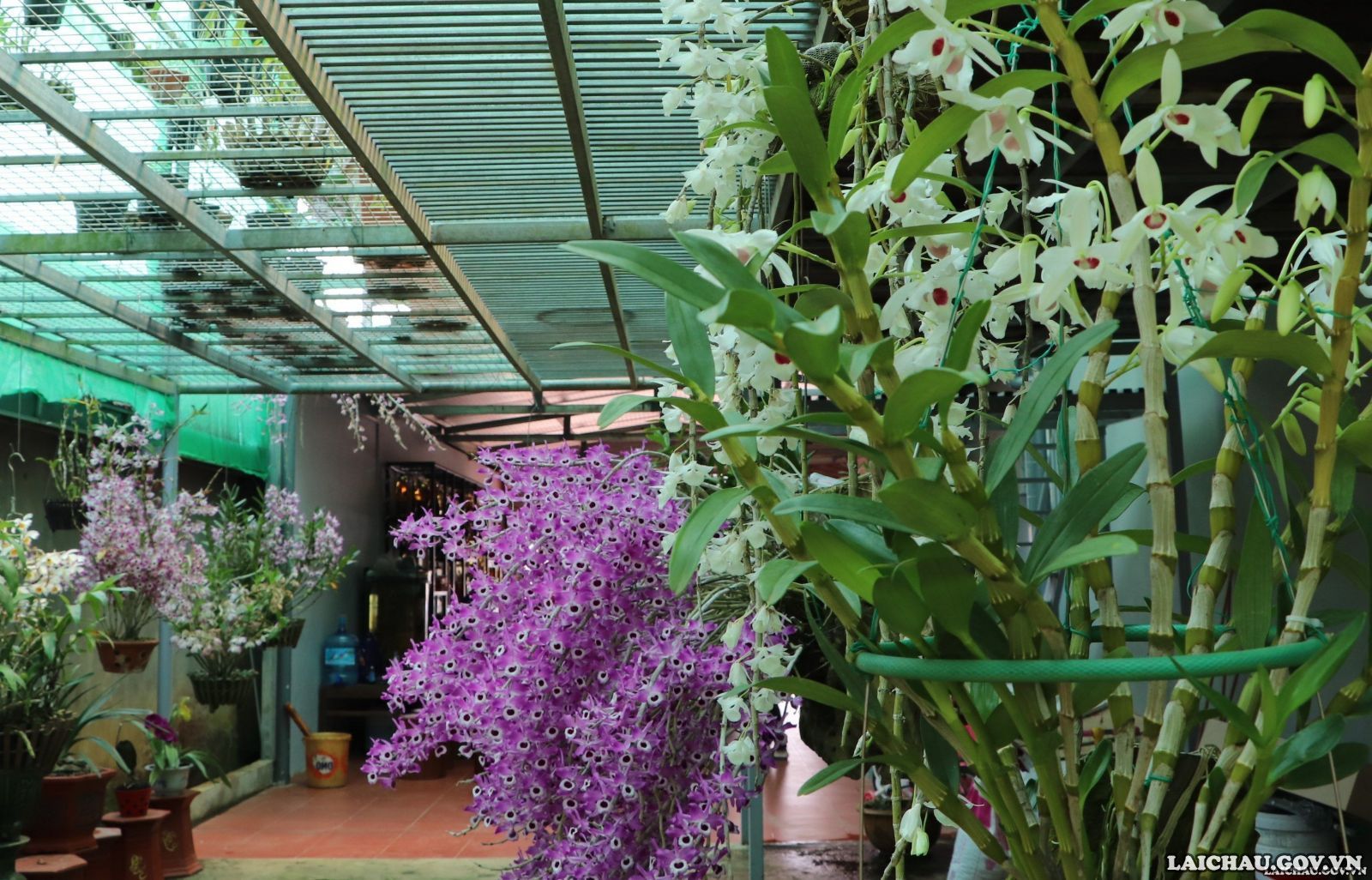 Không phải hoa lan đột biến nhưng ngắm những giò hoa lan rừng khổng lồ này ở Lai Châu, ai cũng thầm ao ước - Ảnh 10.