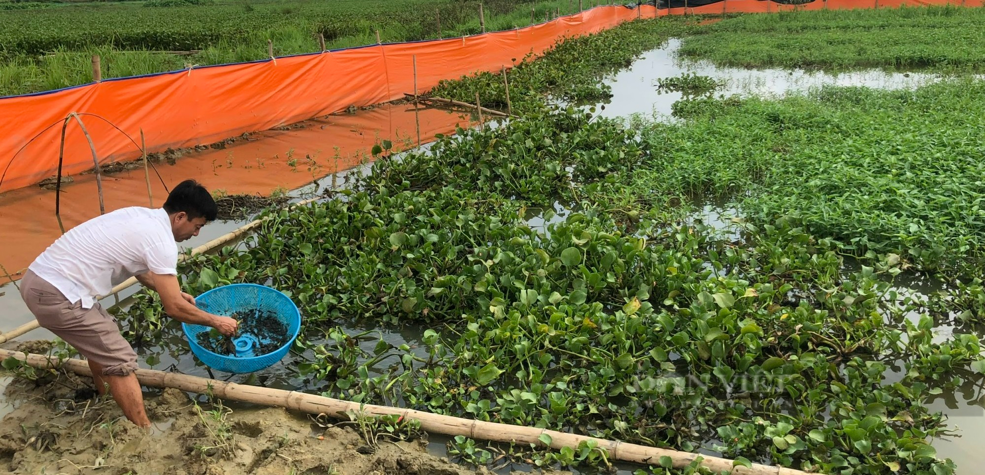 Phú Thọ: Nông dân thu nhập khá nhờ mô hình nuôi cua đồng trong ruộng lúa - Ảnh 1.