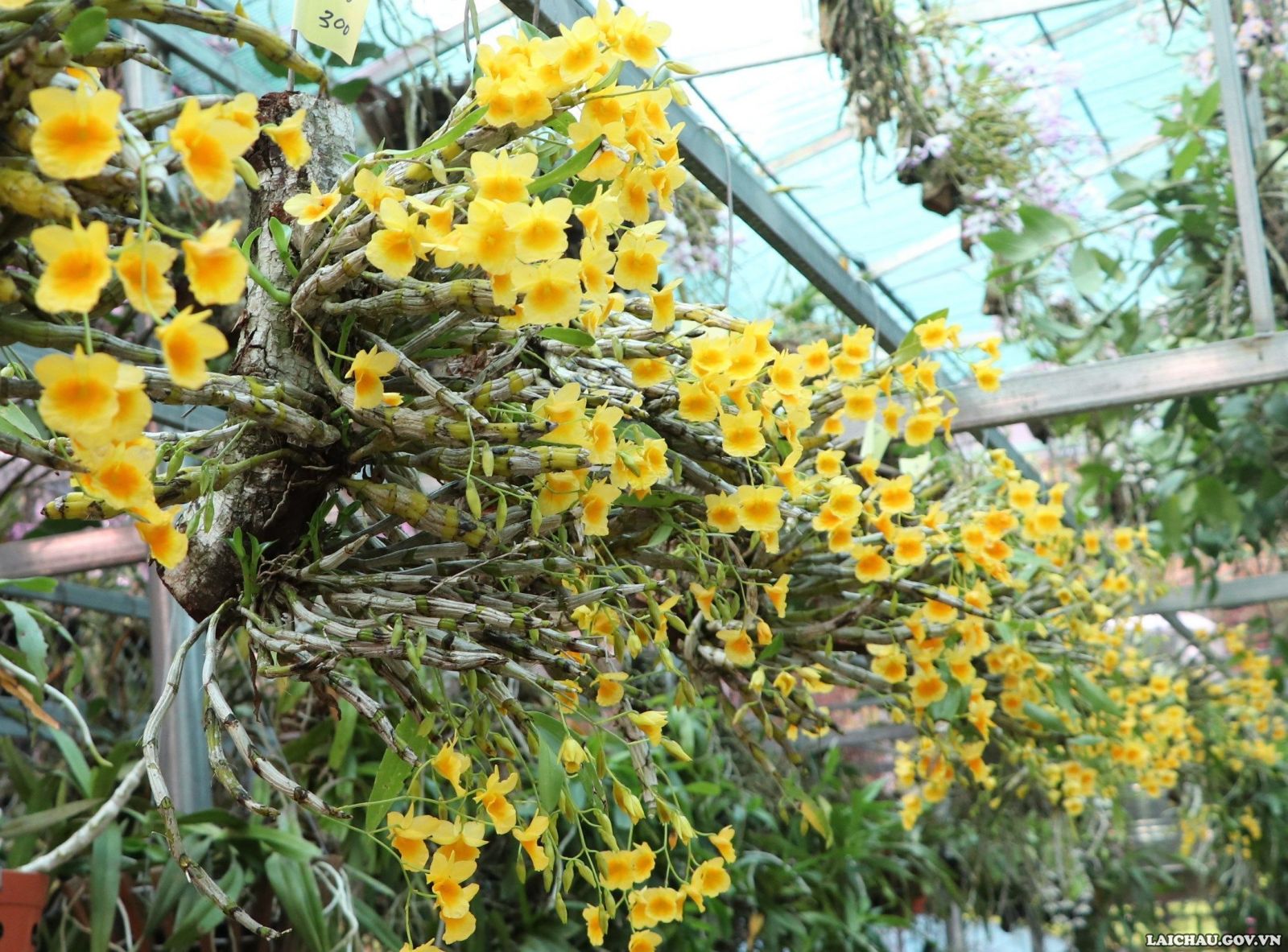 Không phải hoa lan đột biến nhưng ngắm những giò hoa lan rừng khổng lồ này ở Lai Châu, ai cũng thầm ao ước - Ảnh 5.