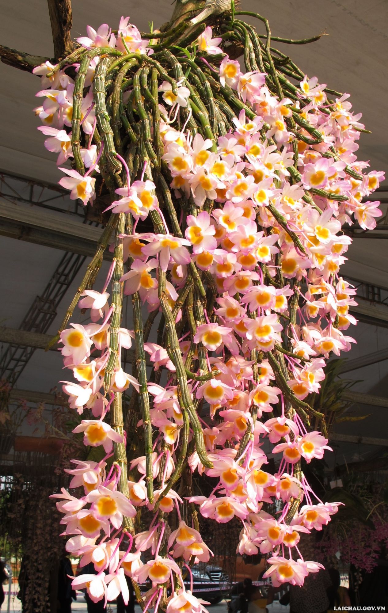 Không phải hoa lan đột biến nhưng ngắm những giò hoa lan rừng khổng lồ này ở Lai Châu, ai cũng thầm ao ước - Ảnh 4.