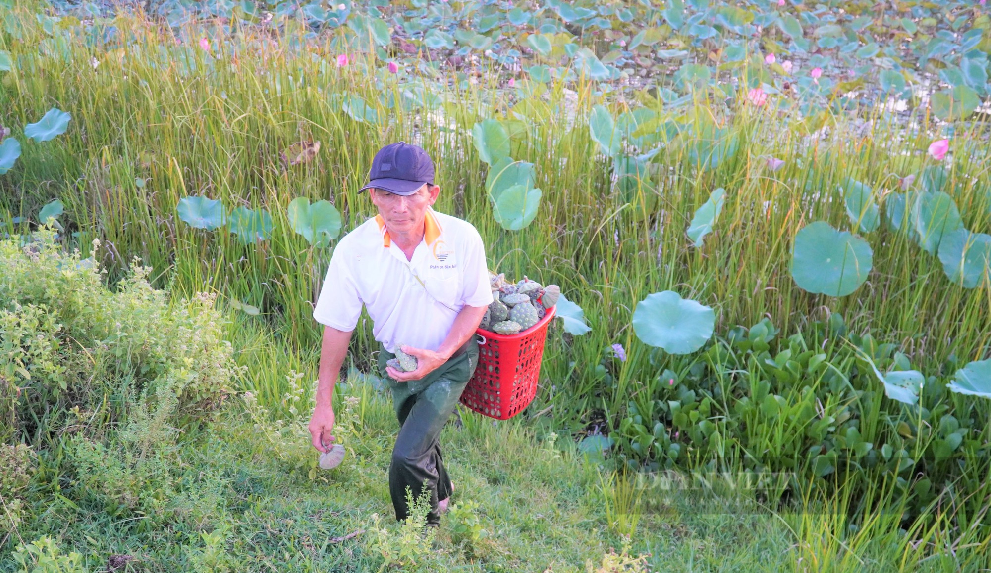 Biến ruộng lúa bỏ hoang thành đầm sen đẹp mê ly, nông dân Hà Tĩnh đem bán, khách lại tranh nhau mua - Ảnh 7.