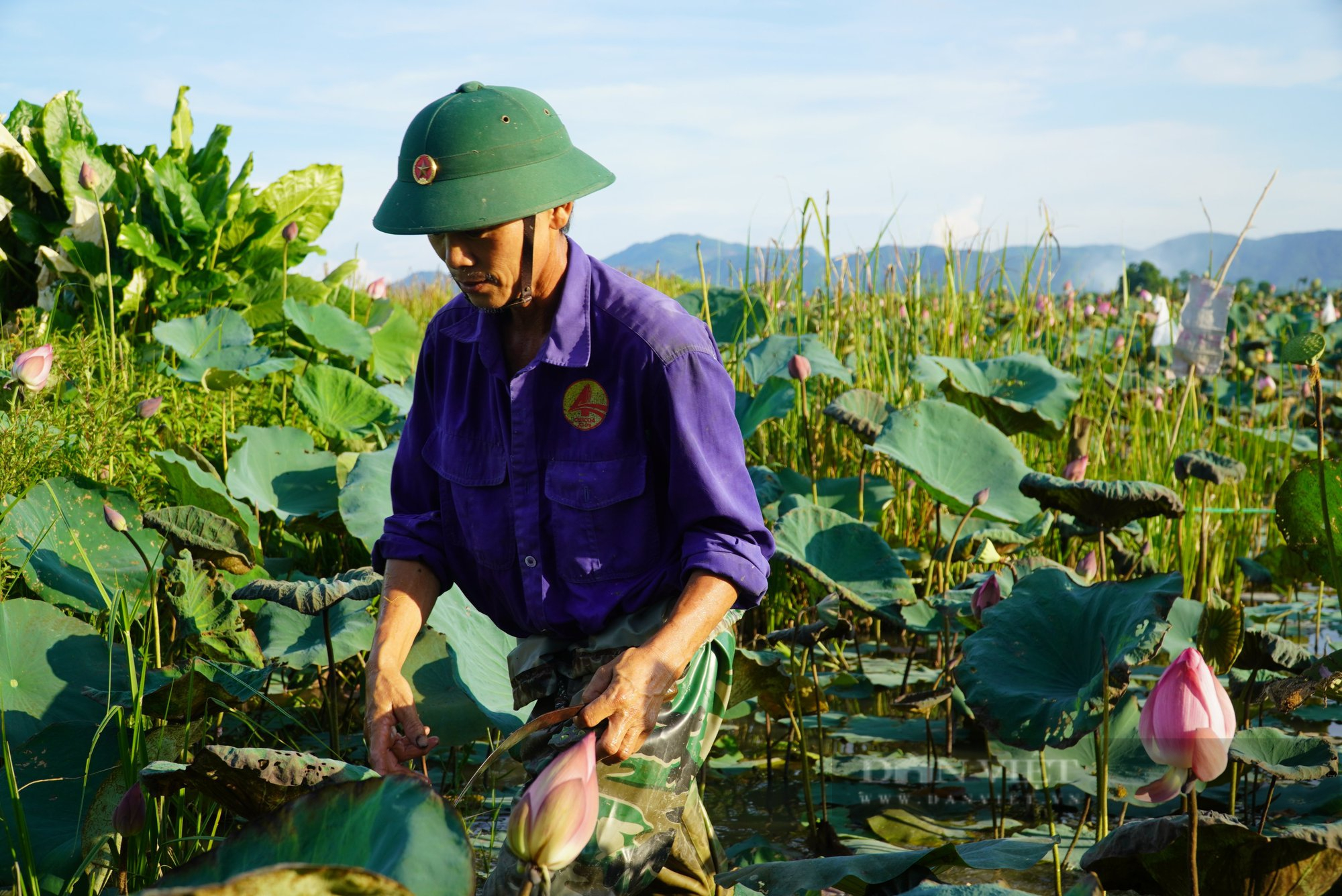 Biến ruộng lúa bỏ hoang thành đầm sen đẹp mê ly, nông dân Hà Tĩnh đem bán, khách lại tranh nhau mua - Ảnh 5.