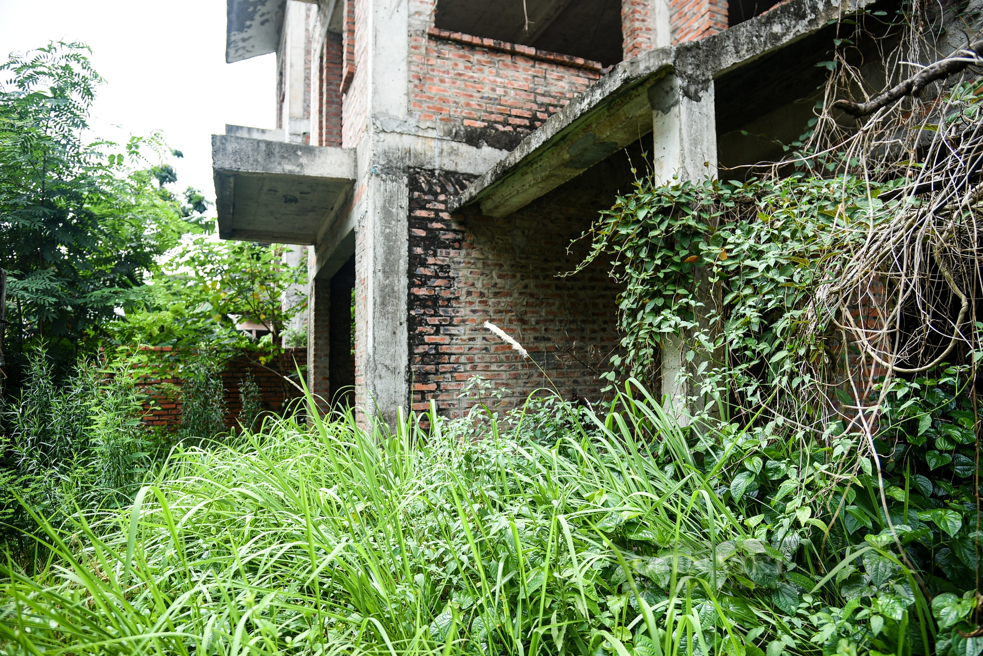 Cận cảnh biệt thự có giá hàng tỉ đồng “hóa rừng” trong khu đô thị Xuân Phương mà Hà Nội vừa yêu cầu rà soát - Ảnh 7.