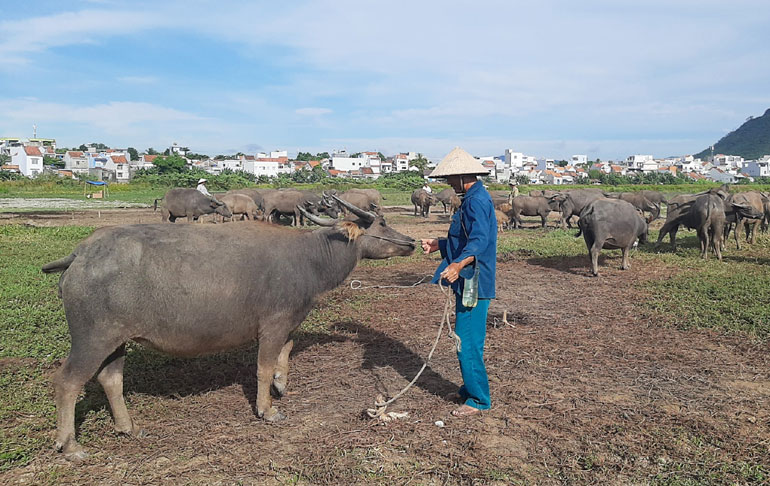 Trâu, bò mất giá do Trung Quốc cấm biên, nông dân Phú Yên cho ăn kham khổ hơn mà vẫn lỗ nặng - Ảnh 1.