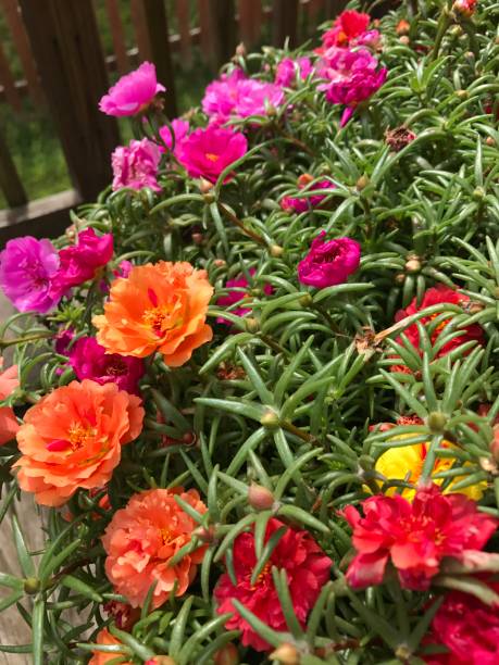 In summer, 4 ornamental plants are as cheap as giving, flowers bloom brilliantly, easy to care for, extremely suitable for 