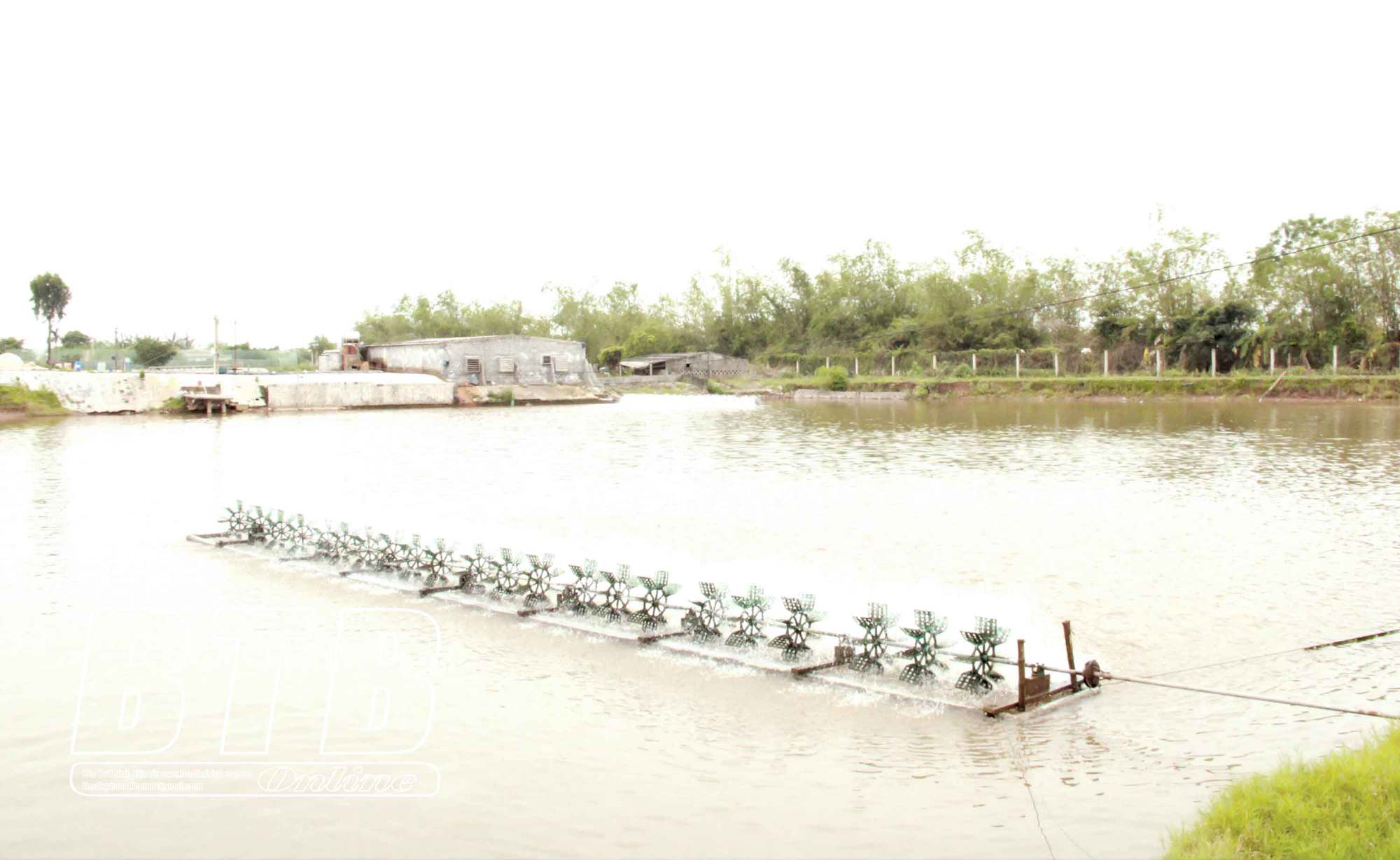 Tin hot ngành tôm-nuôi thành công tôm thẻ chân trắng trong ao nước ngọt ở Thái Bình, vớt bạc tỷ - Ảnh 2.