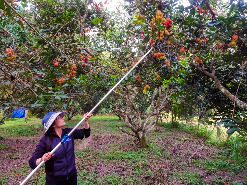 Được, mất chuyện 'bán lúa non' cả vườn cây ăn trái - Ảnh 1.