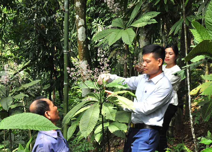 Khôi tía là cây gì mà anh trai làng ở Hà Giang đem vô rừng trồng, chỉ hái lá bán mà ngày càng được giá? - Ảnh 1.