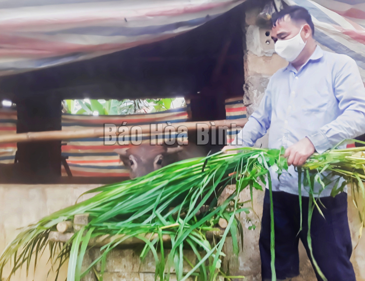 Giá trâu hơi liên tục giảm sâu, người chăn nuôi như ngồi trên đống lửa - Ảnh 1.