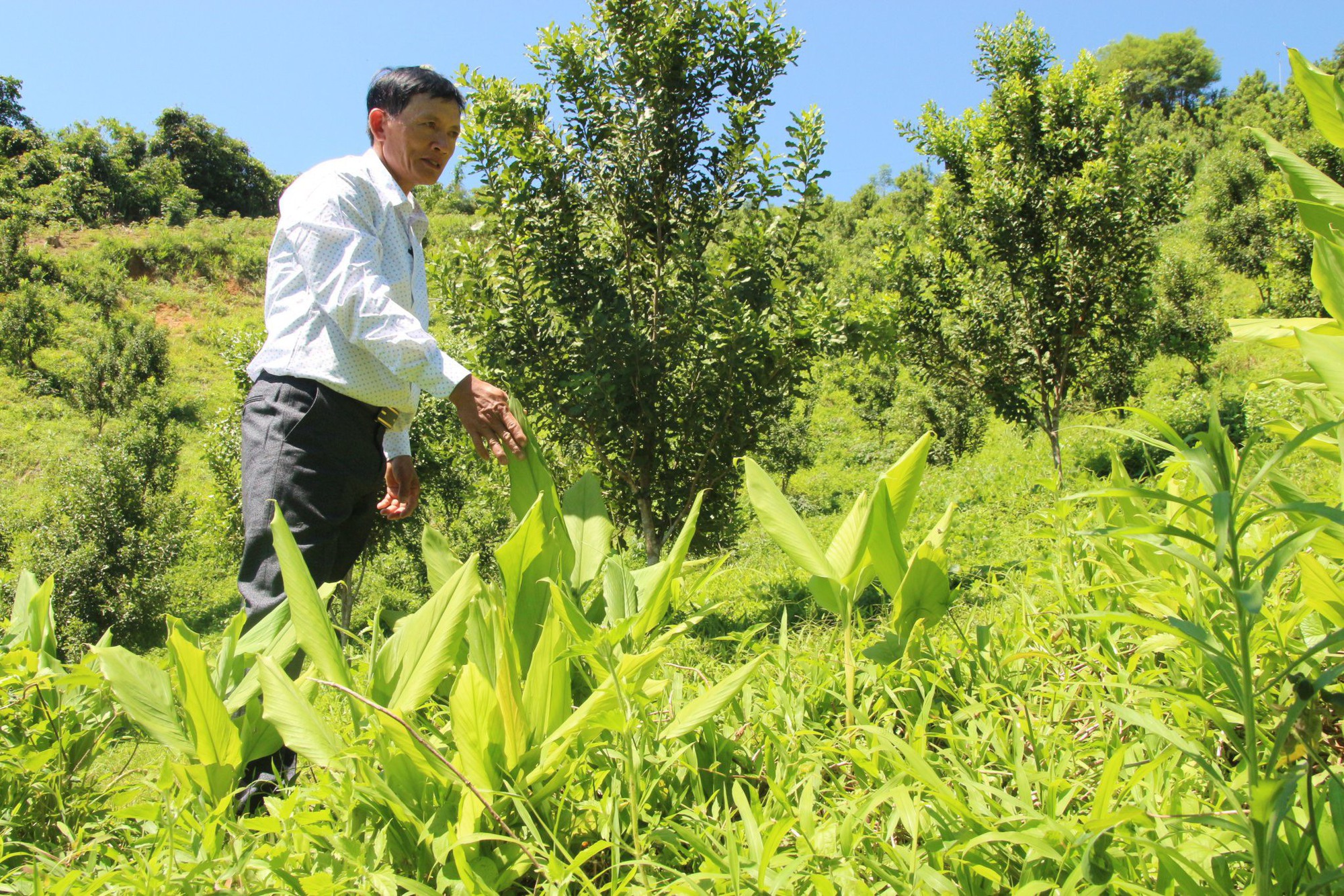Ông Nguyễn Lên trồng mắc ca xen lên cây nghệ để duy trì nguồn thu chờ cây mắc ca cho thu hoạch - Ảnh: P.Hậu