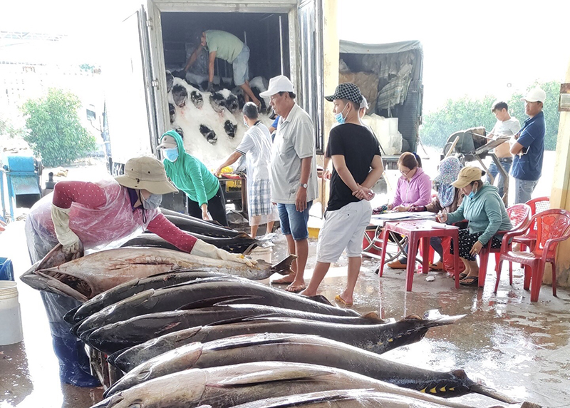 Điều gì xảy ra với một loài cá của Việt Nam nếu Mỹ giảm thuế cho Trung Quốc?  - Ảnh 1.