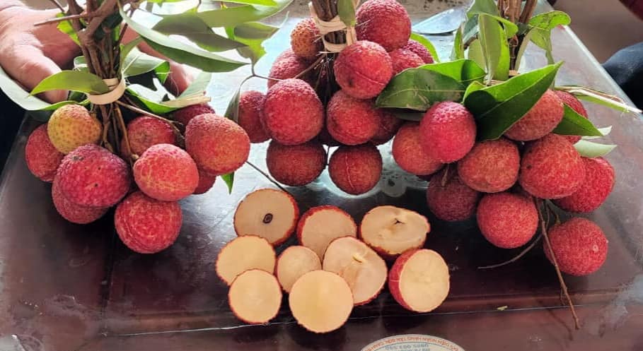 Bac Giang successfully planted a new variety of lychee: No seeds, different sweet and crispy - Photo 2.
