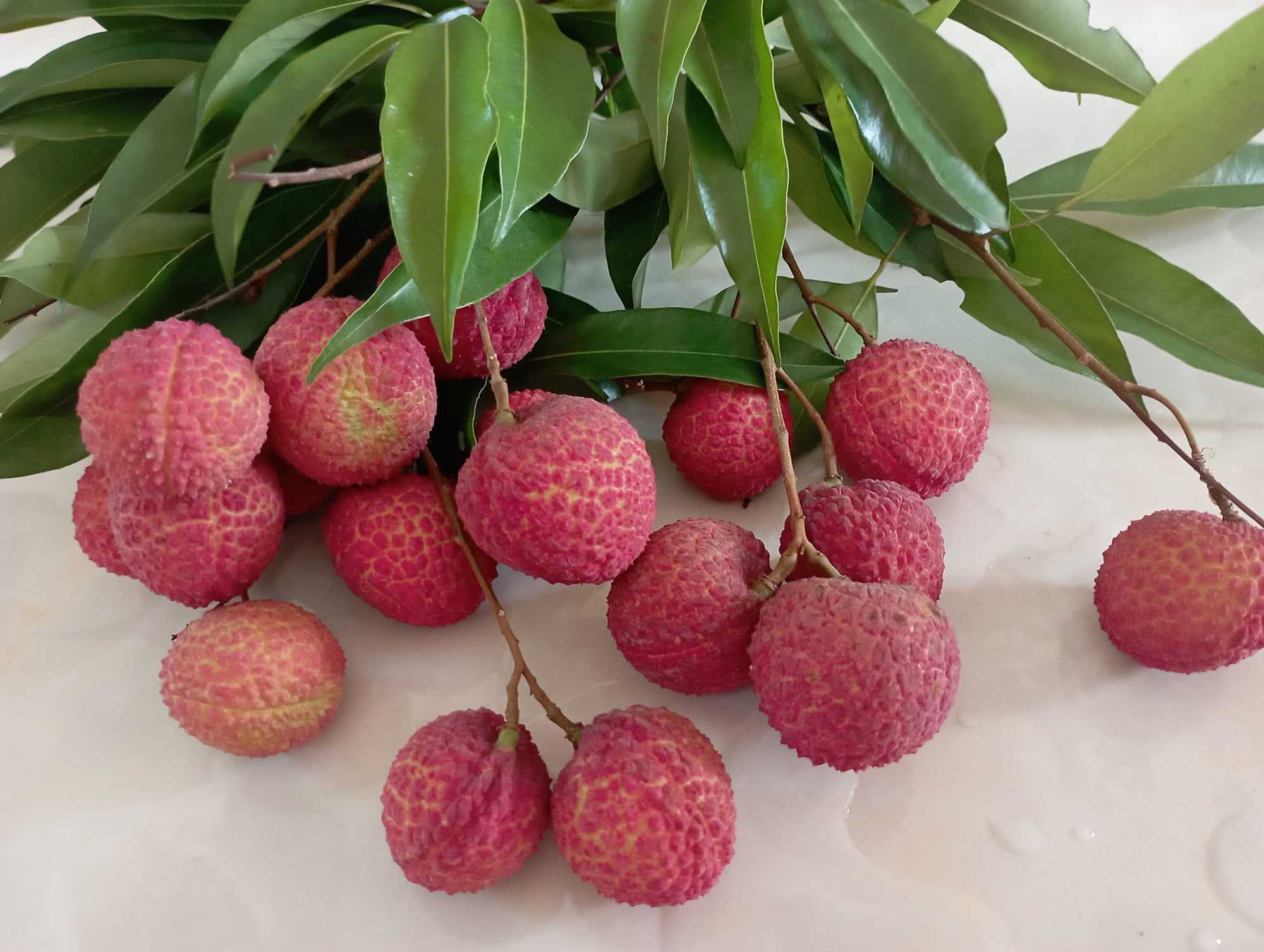 Bac Giang successfully planted a new type of lychee: No seeds, different sweet and crispy - Photo 3.