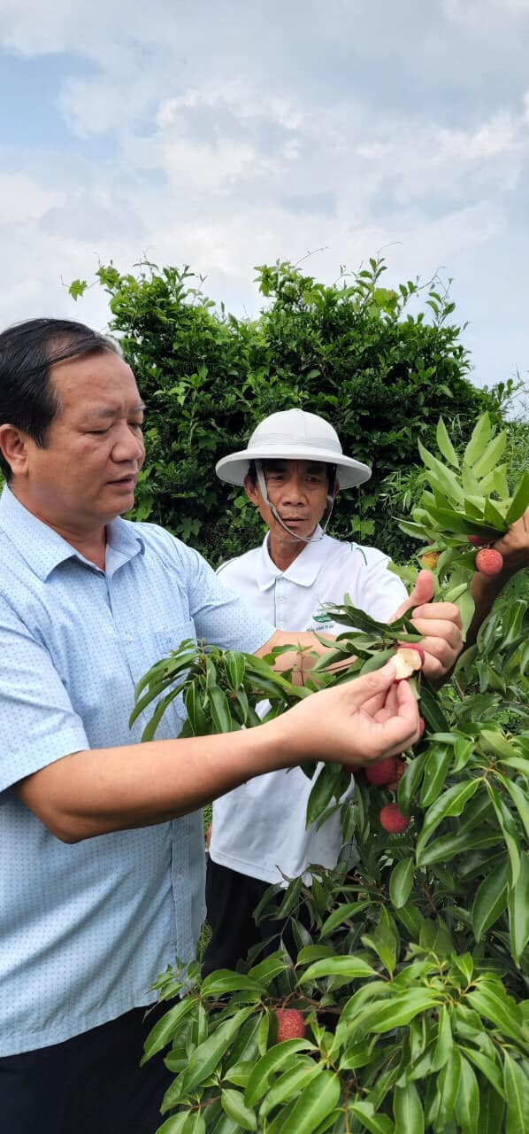 Bắc Giang trồng thành công giống vải thiều mới: Không có hạt, ăn giòn ngọt khác biệt - Ảnh 4.