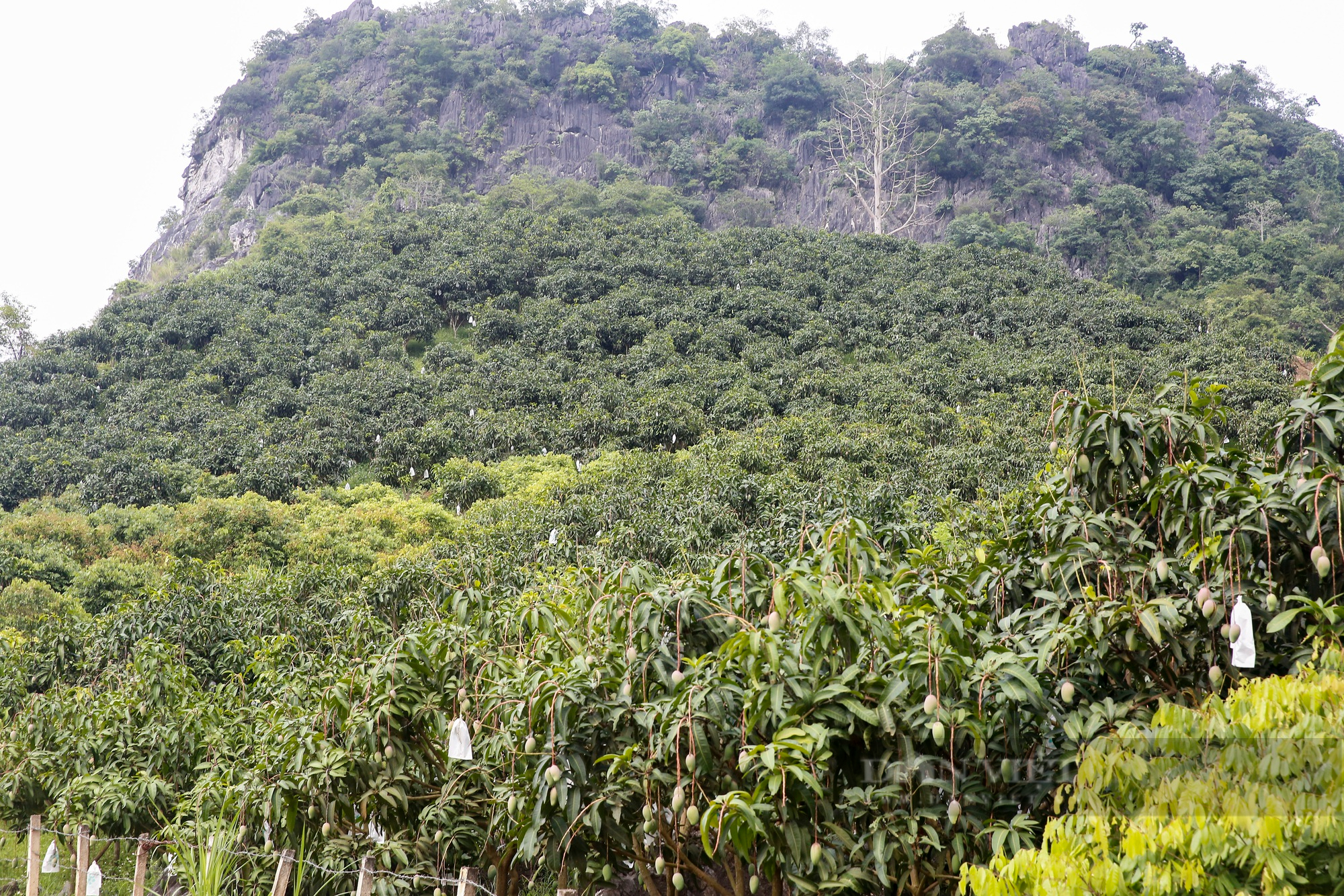 Trồng xoài trên núi đá, nông dân Sơn La thu nhập 200 triệu đồng/ha - Ảnh 1.