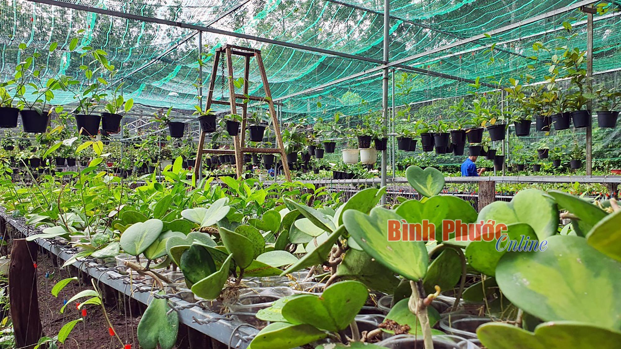 Trai làng Bình Phước bày cách trồng loài cây cảnh ra hoa thơm nức, đã thế mỗi tháng còn lãi 20-30 triệu mới tài - Ảnh 2.
