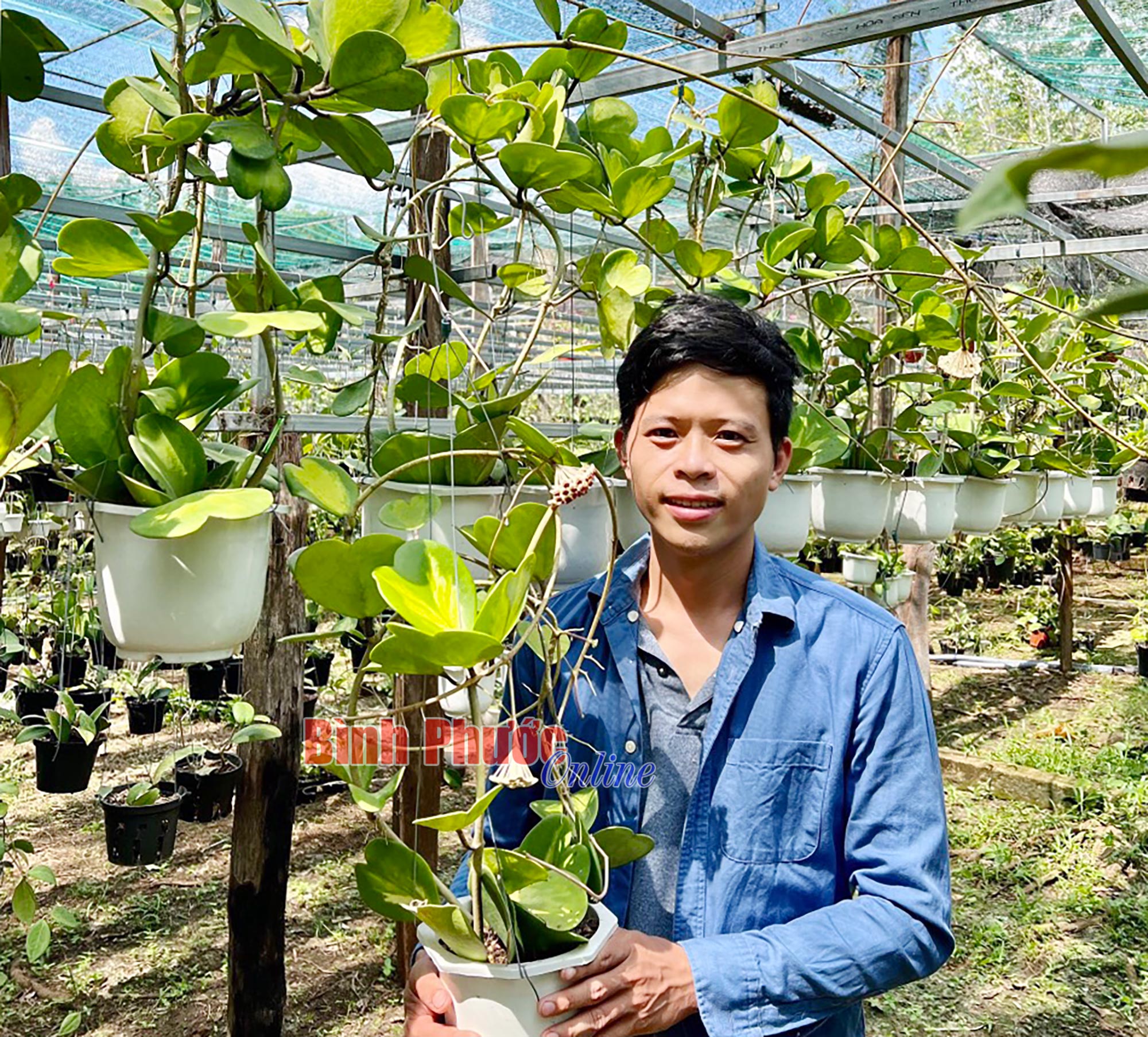 Trai làng Bình Phước bày cách trồng loài cây cảnh ra hoa thơm nức, đã thế mỗi tháng còn lãi 20-30 triệu mới tài - Ảnh 1.