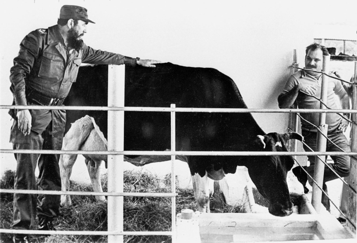 Fidel Castro's miracle cow - Photo 1.