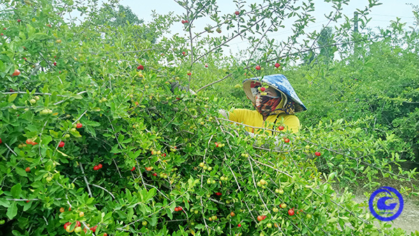 Vườn tốt um tùm tưởng mọc cây dại, hóa ra nông dân Tiền Giang trồng thứ trái cây đặc sản đến từ Brazil - Ảnh 1.