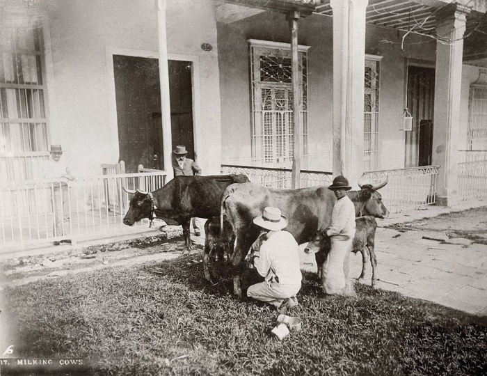 Fidel Castro's miracle cow - Photo 3.