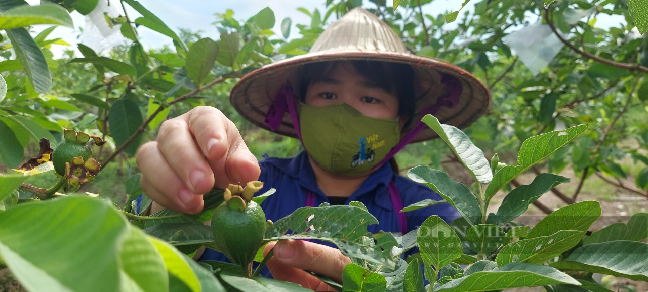 Về thăm cánh đồng Vua để xem nông dân ở đây trồng gì mà vừa kiếm được bội tiền vừa không lo ế - Ảnh 3.