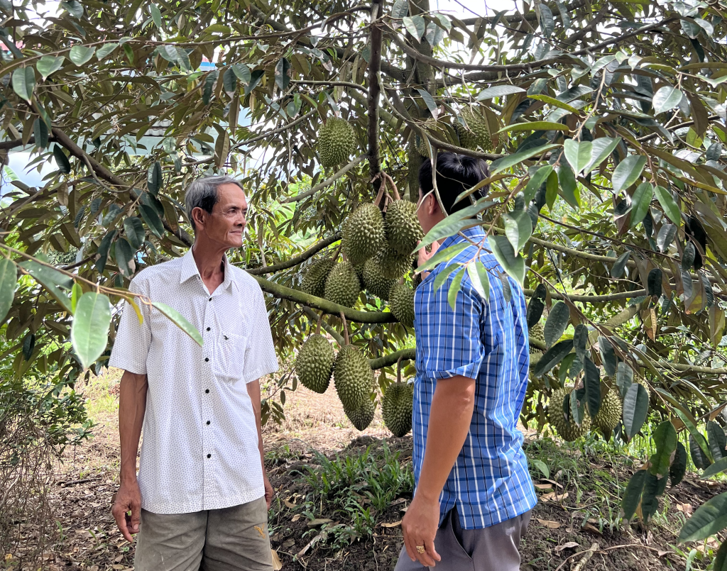 Trồng sầu riêng kiểu gì mà cây nào cũng trái treo từ gốc lên ngọn, ở nơi này Hậu Giang toàn vườn tiền tỷ - Ảnh 5.