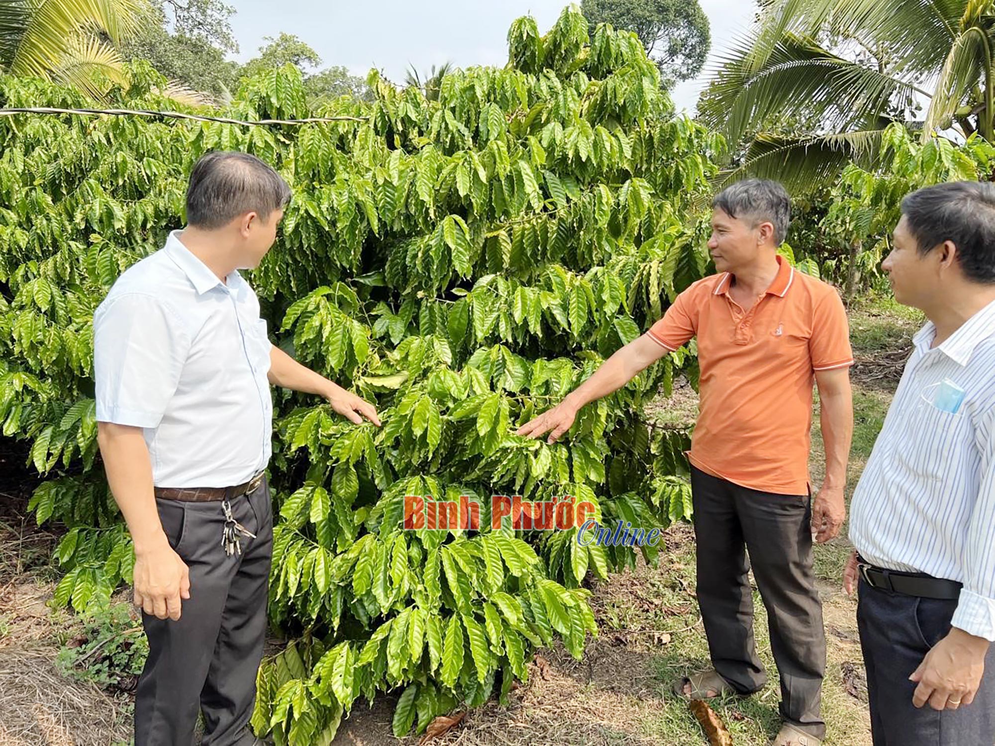 Cách làm vườn &quot;trồng lung tung&quot; của một ông nông dân Bình Phước cho thu tiền tỷ, nhiều người đến xem - Ảnh 2.