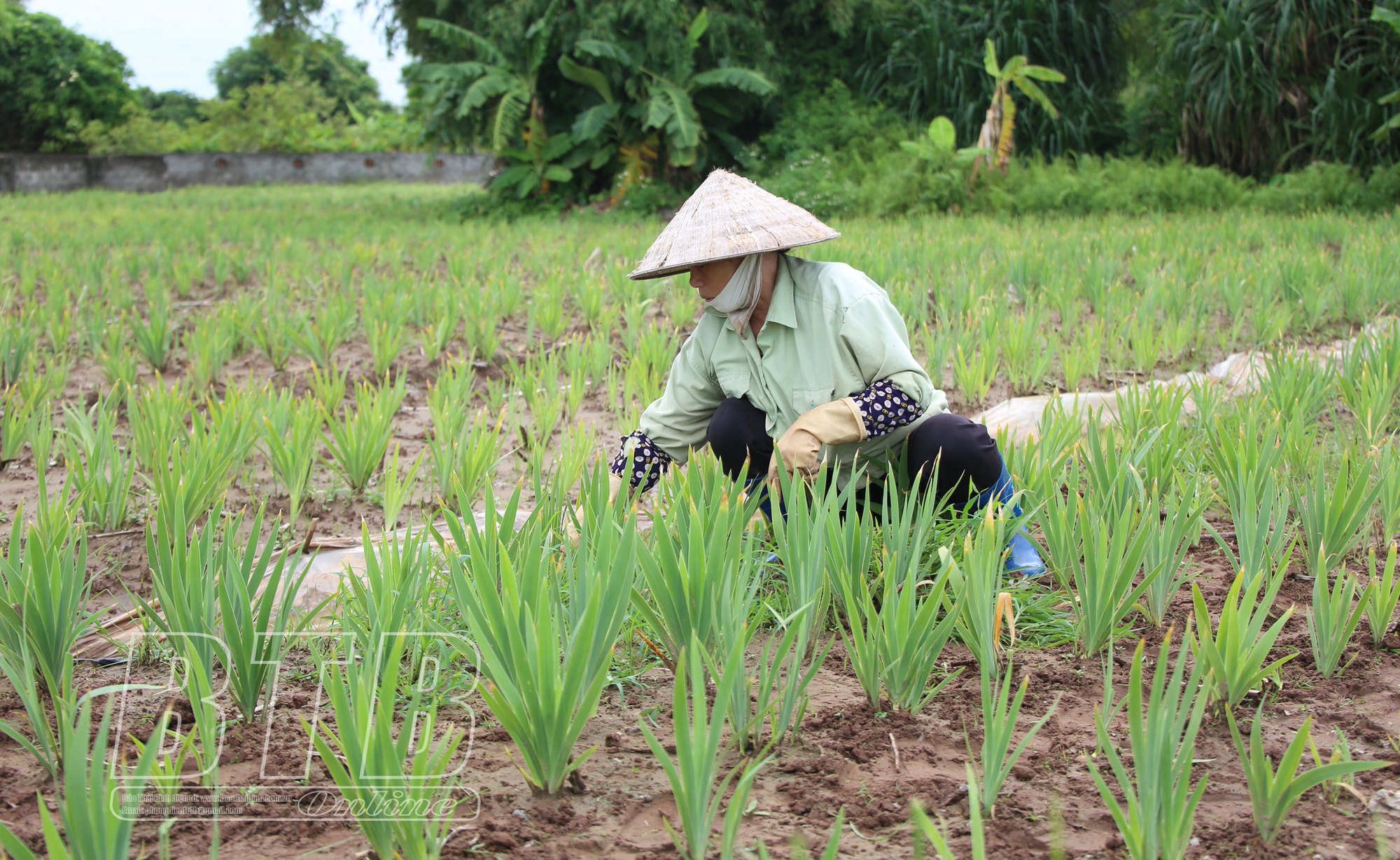 Qua thời rẻ mạt cho không ai lấy, &quot;sâm người nghèo&quot; có giá trở lại, nông dân Thái Bình trồng làm giàu - Ảnh 3.