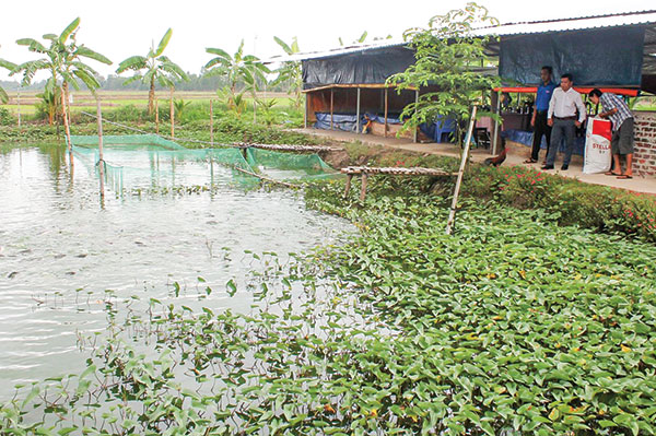 Loài cá đặc sản này ở miền Tây bất ngờ tăng cao, nhà nào nuôi kịp bán thì lời to - Ảnh 1.