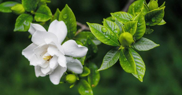 Exclusive formula concocting “magic potion” to irrigate gardenia plants with green, white flowers