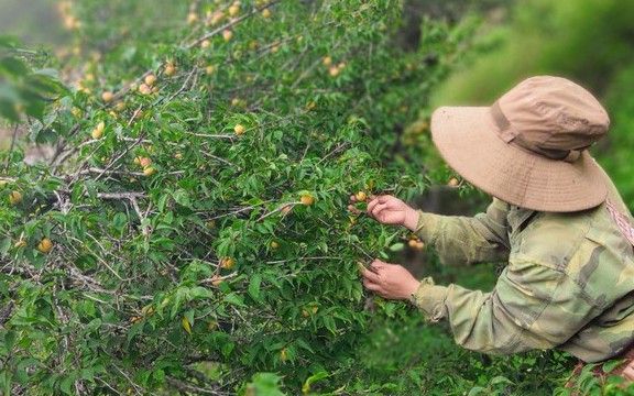 Làng nông nghiệp thông minh giúp quả mơ Chiềng Khừa ở Sơn La bán giá cao 