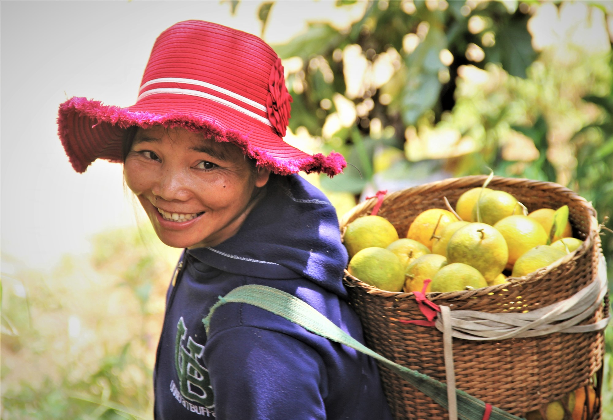 Vùng đất mọc những cây cam Tây Giang cổ thụ như cây gỗ quý ở Quảng Nam, cây tự ra trái, dân chỉ việc hái - Ảnh 3.