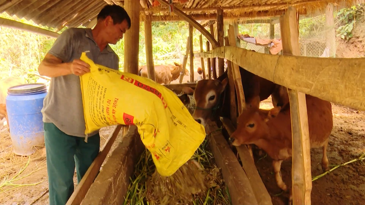 Mô hình trồng cỏ nuôi bò thành công của anh Nguyễn Văn Nhạt  Kỹ Thuật Nông  Nghiệp