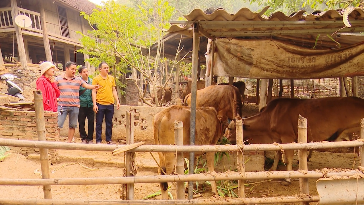 Xã vùng cao: Trồng cỏ, nuôi bò để làm giàu - Ảnh 6.