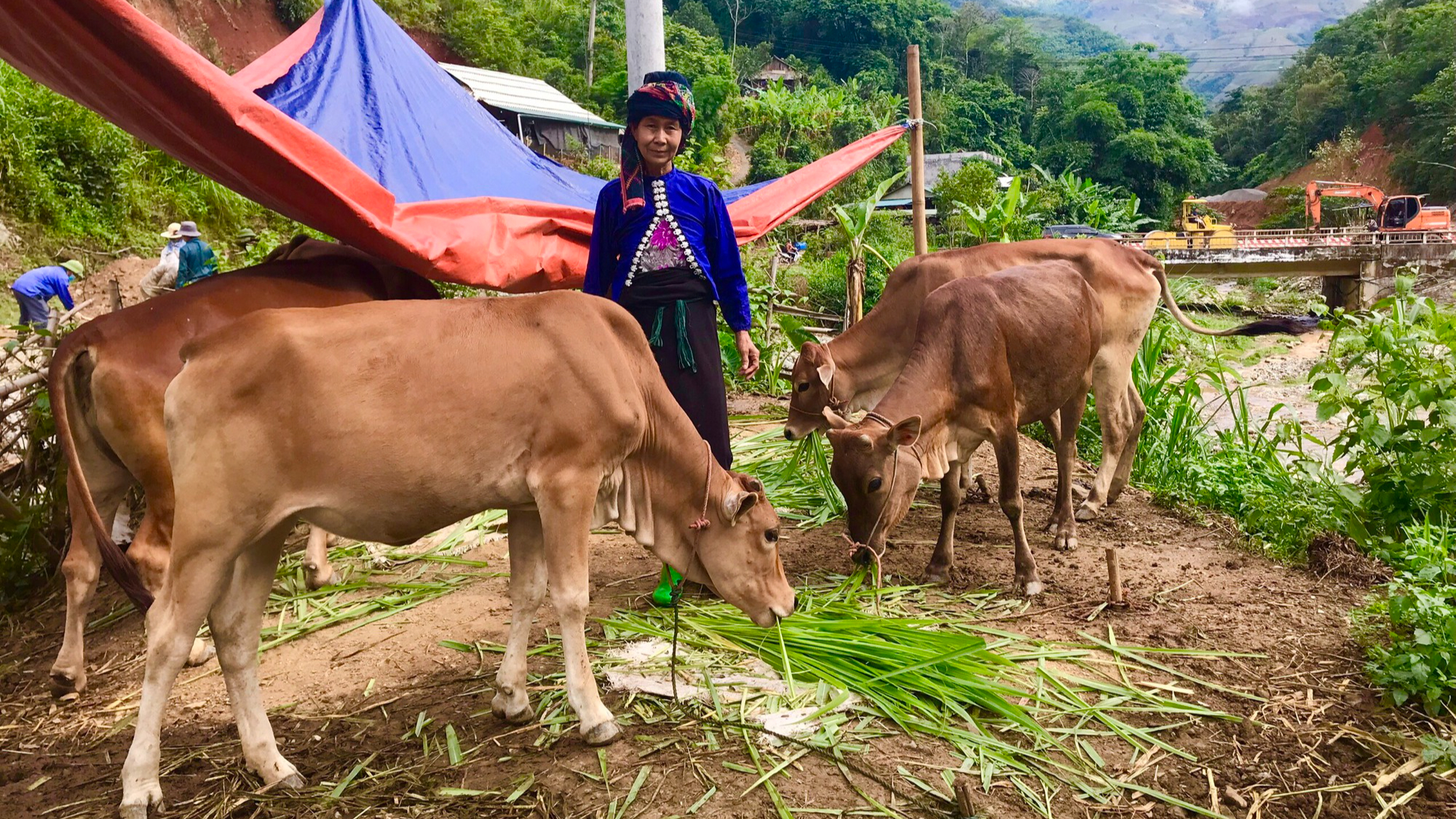 Cát Tiên Đẩy mạnh phong trào trồng cỏ nuôi bò vỗ béo  Báo Lâm Đồng điện tử