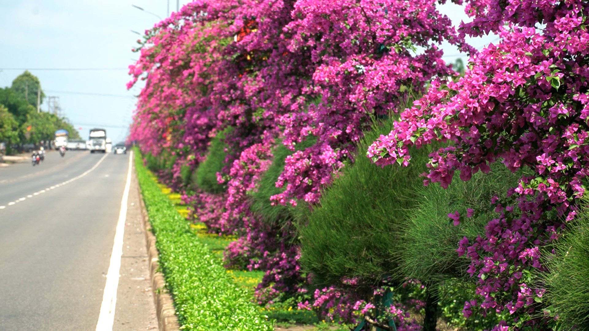 Con đường trồng hoa giấy tuôn bông như suối ở Bình Phước đẹp như phim, hút hồn người xa kẻ gần - Ảnh 3.