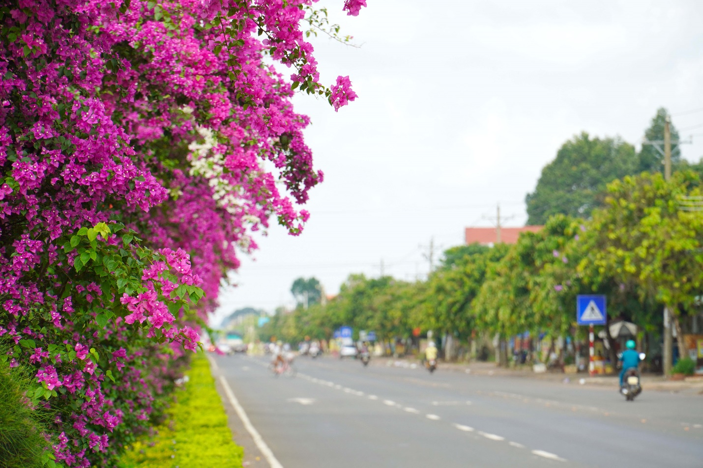 Con đường trồng hoa giấy tuôn bông như suối ở Bình Phước đẹp như phim, hút hồn người xa kẻ gần - Ảnh 4.