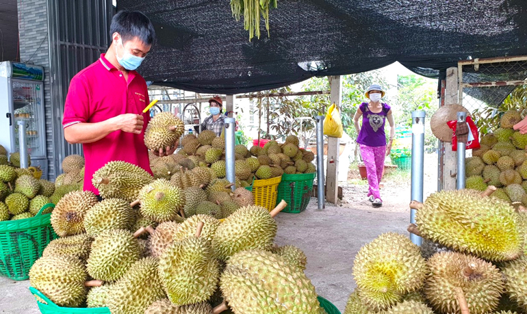 Giá trái cây Lâm Đồng, sầu riêng Dona cao nhất, bơ 034 bán rẻ nhất từ trước tới nay - Ảnh 1.