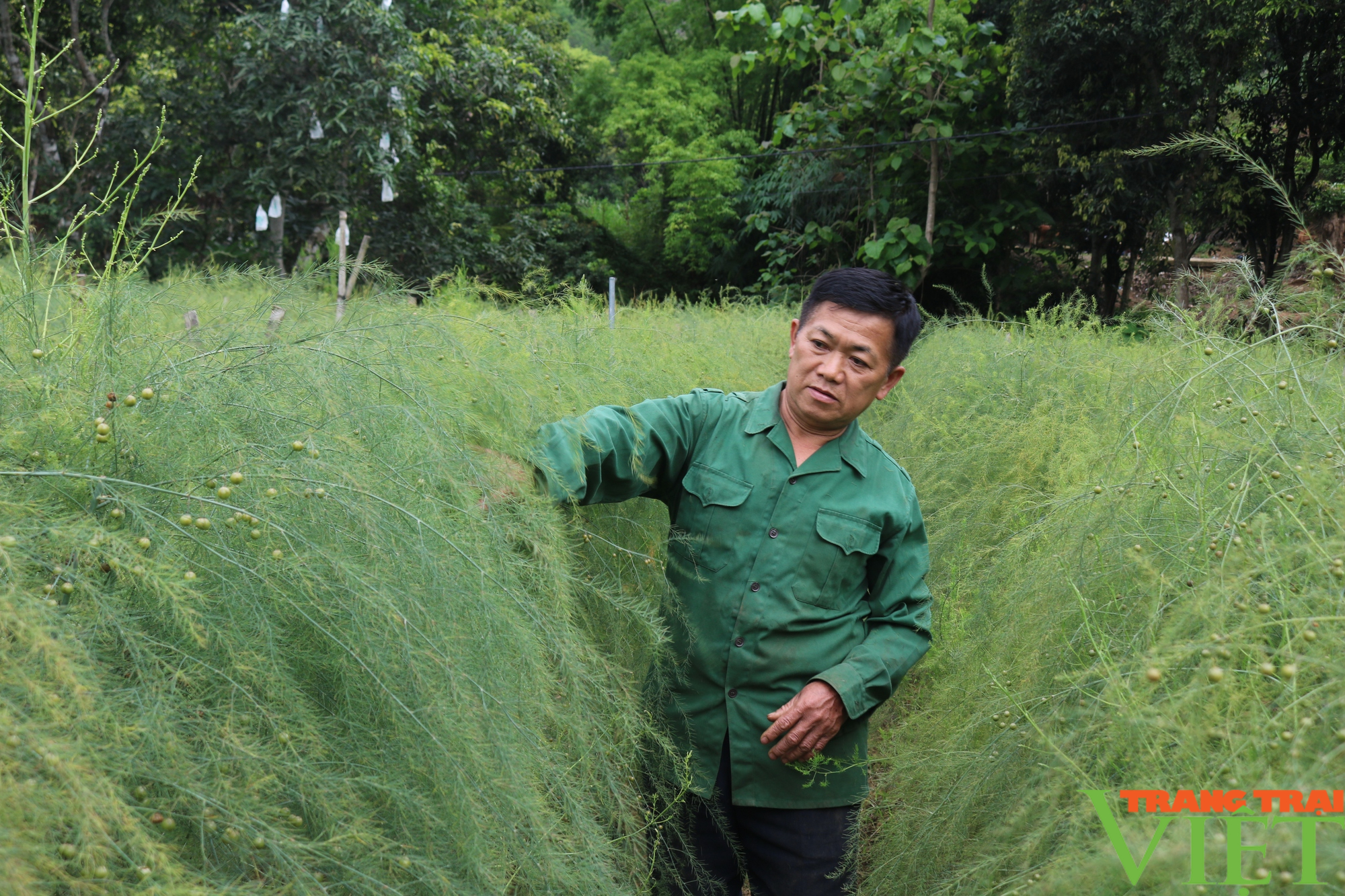 Lão nông làm giàu từ mô hình kinh tế tổng hợp - Ảnh 2.