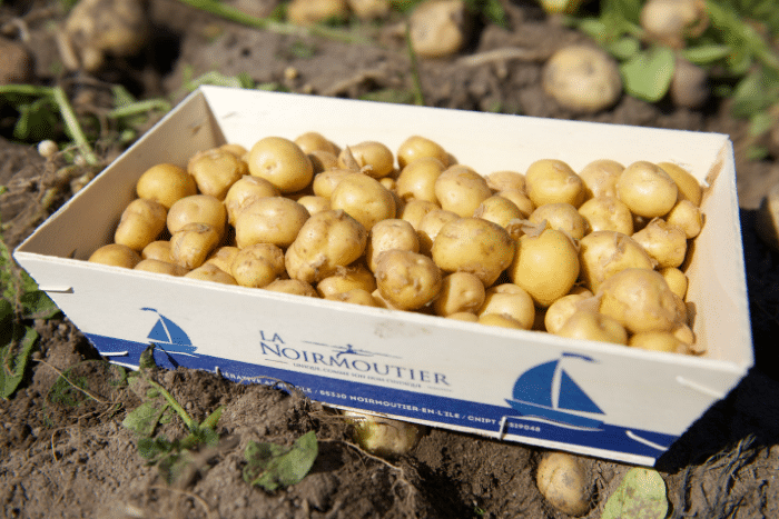 Loại khoai tây quý hiếm được mệnh danh là &quot;vua&quot; của các loại khoai tây, mỗi năm chỉ thu hoạch trong 10 ngày - Ảnh 2.