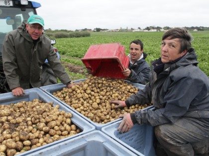 Loại khoai tây quý hiếm được mệnh danh là &quot;vua&quot; của các loại khoai tây, mỗi năm chỉ thu hoạch trong 10 ngày - Ảnh 4.