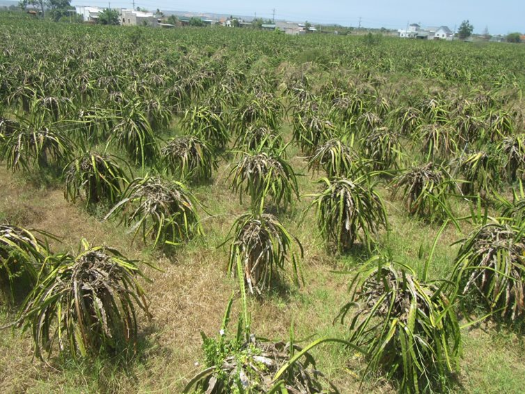 Nông dân đua nhau chặt bỏ thanh long, Bộ NNPTNT khuyến cáo không được nóng vội - Ảnh 2.