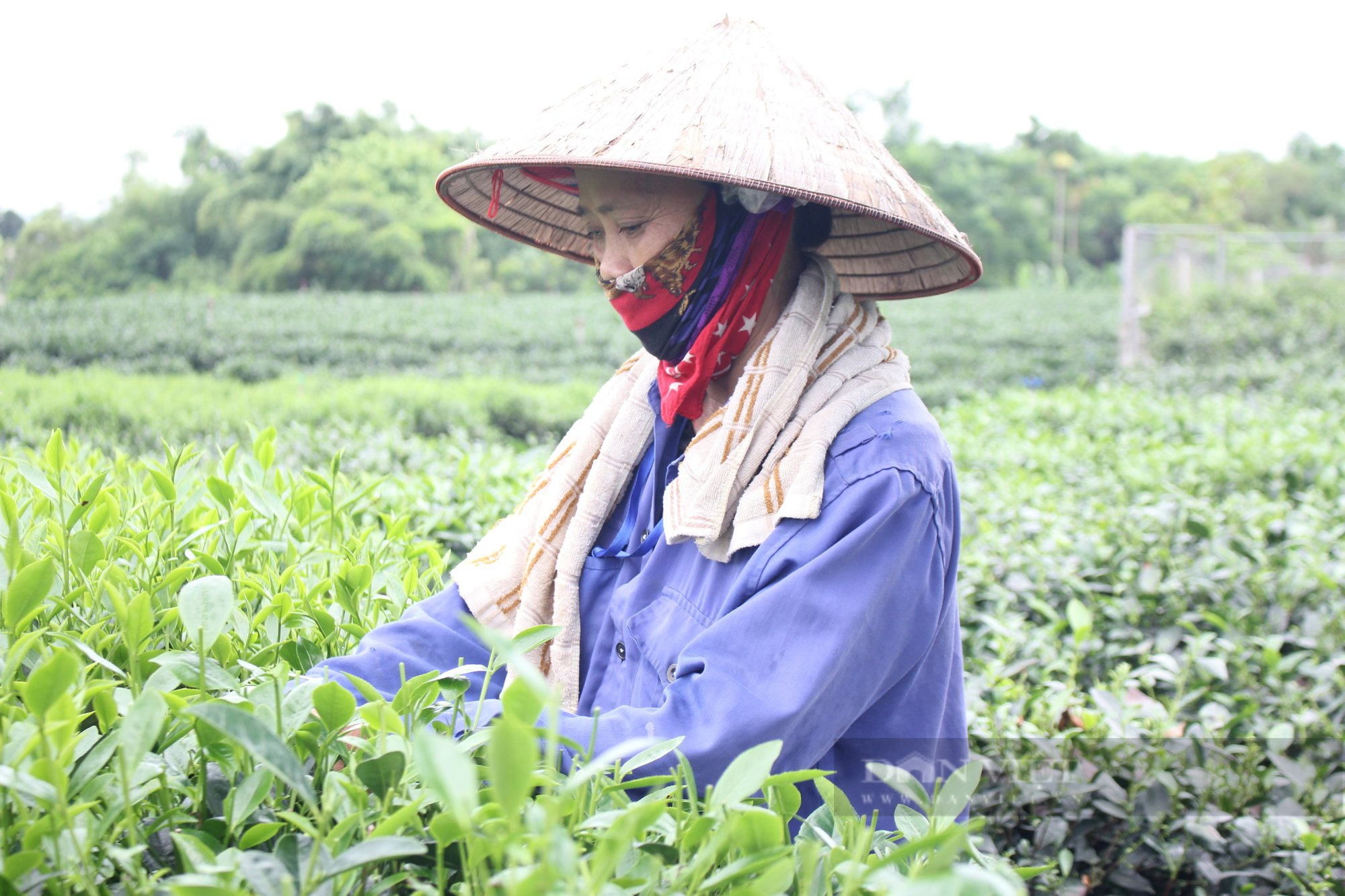 Thái Nguyên: Trồng chè theo hướng hữu cơ, một HTX ở Tân Cương thu về 10 tỷ đồng/năm  - Ảnh 1.