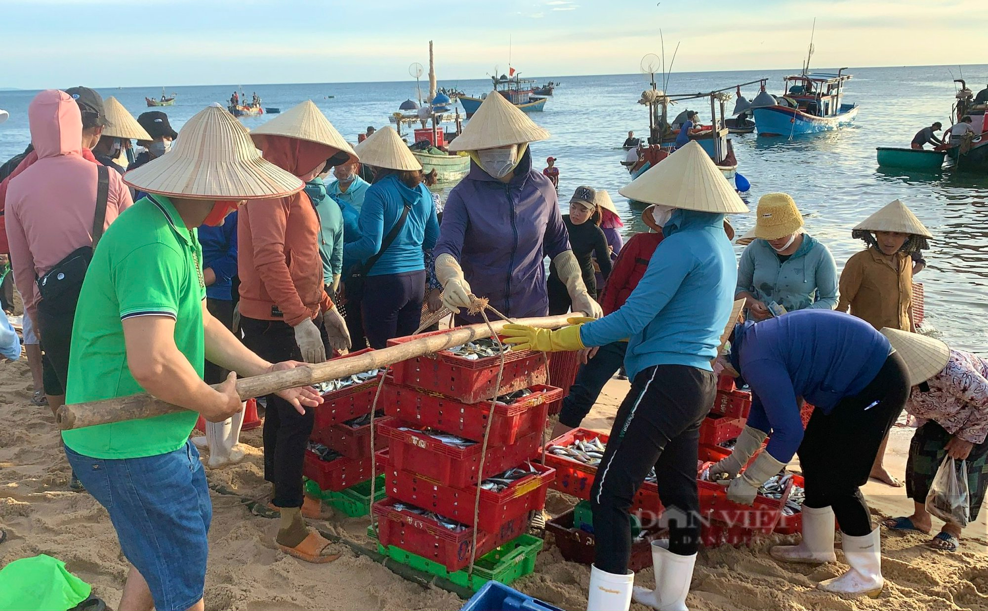 Ngư dân Quảng Bình trúng đậm mùa cá nục, thu tiền triệu mỗi chuyến ra khơi - Ảnh 5.