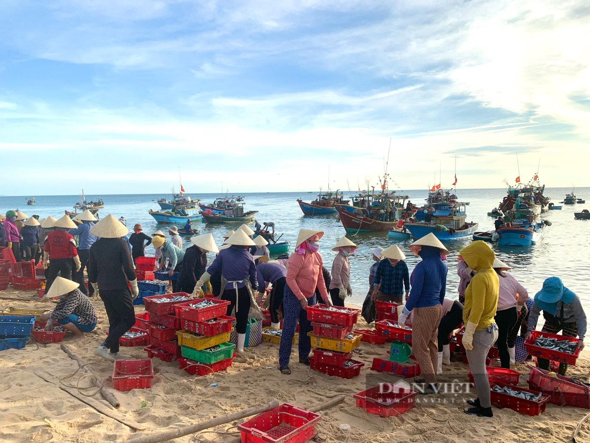 Ngư dân Quảng Bình trúng đậm mùa cá nục, thu tiền triệu mỗi chuyến ra khơi - Ảnh 3.