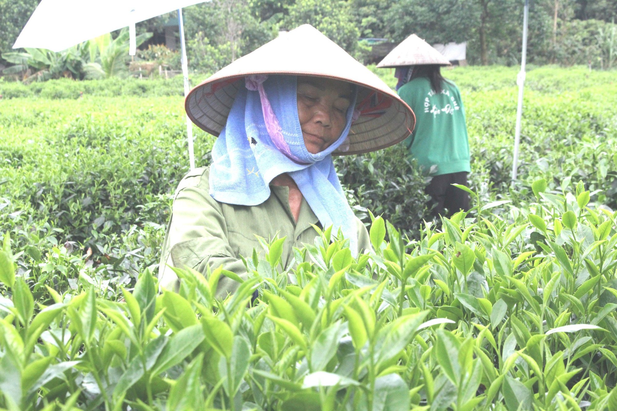 Thái Nguyên: Trồng chè theo hướng hữu cơ, một HTX ở Tân Cương thu về 10 tỷ đồng/năm  - Ảnh 4.